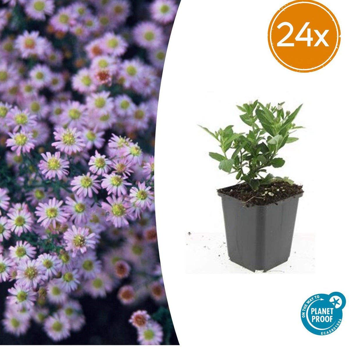 Aster ageratoides 'Stardust' – 24 Pflanzen – ↕10-25cm – Ø9cm – Herbstaster – Weiße Blüten – Sonne & Halbschatten – Pflegeleicht – Beete & Container 