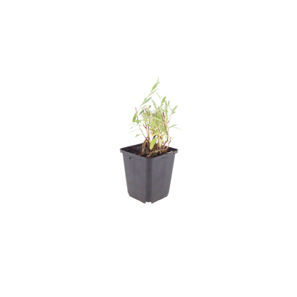 Gaura lindheimeri Prachtkerze – Ø9cm – Höhe 10-25cm – Weiße Rosa Blüten – Sommerblühende Staude – Ansicht 5
