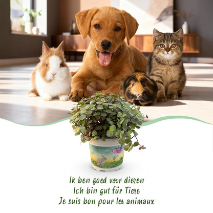 Green boutiQ - Zimmerpflanze - Calissia repens - Katzengras - Haustierfreundlich - Grün - 1 Pflanze - mit Potter Grau - Topf 12cm - Höhe 17-20cm 