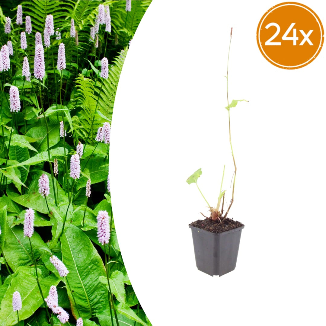 Persicaria amplexicaulis Alba Winterharte Staude Ø9cm 24 Stück