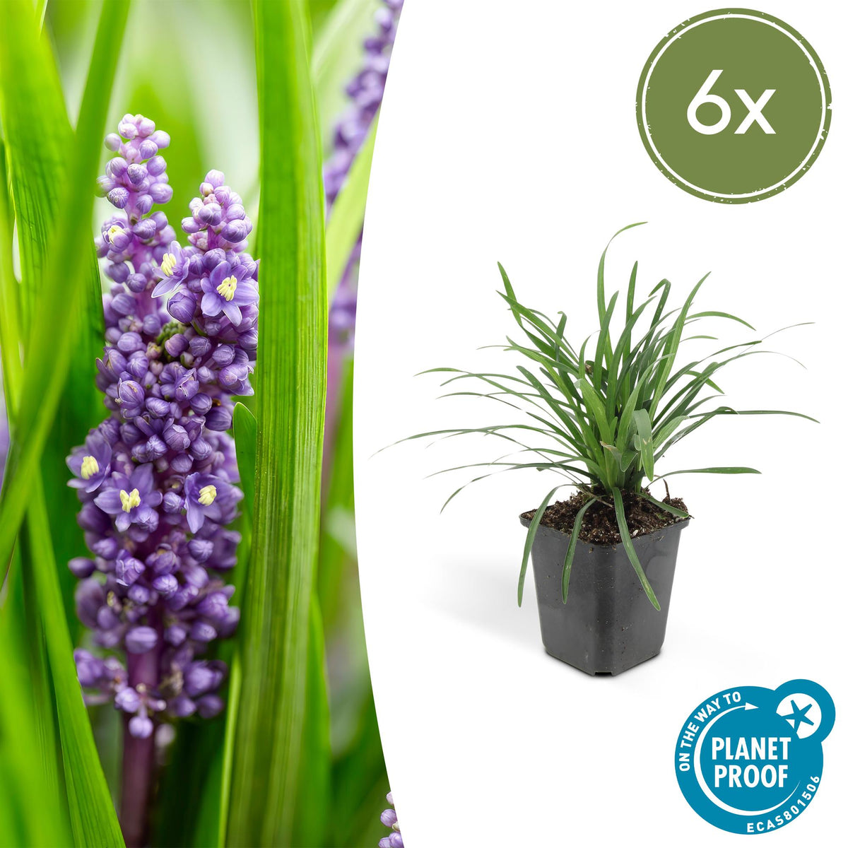 Lilientraube Liriope muscari 'Big Blue' – ↕10-25cm – Ø9cm – 6 Pflanzen – Immergrün, Lila Blüten, Bodendecker, Pflegeleicht, Halbschatten 