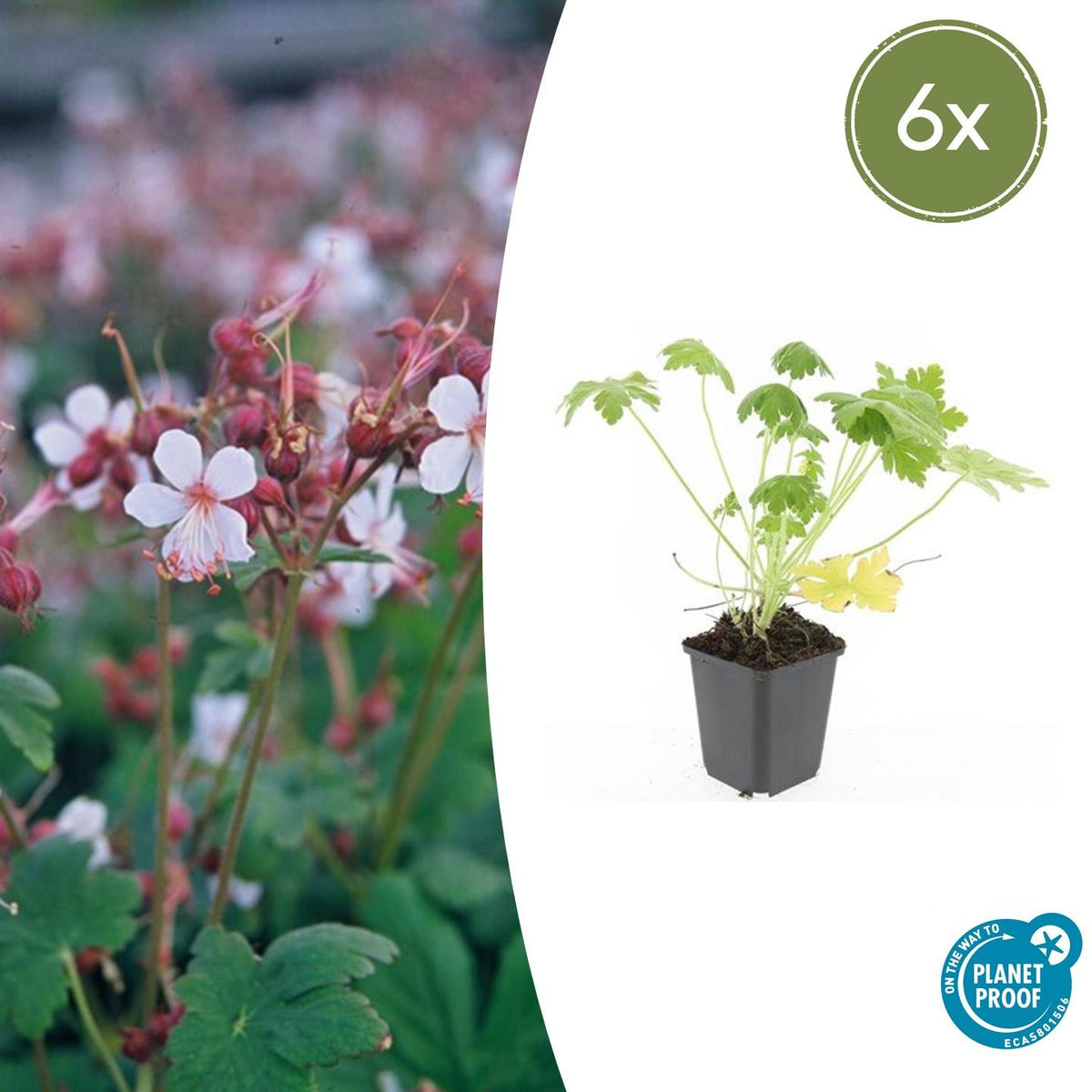 Felsen-Storchschnabel Geranium macrorrhizum 'Spessart' – Winterharter Bodendecker – 6 Pflanzen – Ø9 cm Töpfe – Höhe 10-25 cm – Weiße Blüten & grünes Laub – Ideal für Steingärten & Beete 