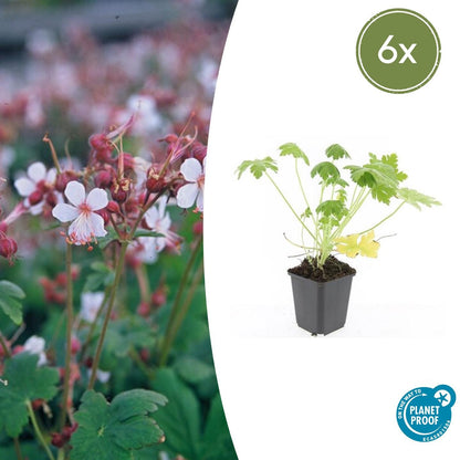 Felsen-Storchschnabel Geranium macrorrhizum 'Spessart' – Winterharter Bodendecker – 6 Pflanzen – Ø9 cm Töpfe – Höhe 10-25 cm – Weiße Blüten & grünes Laub – Ideal für Steingärten & Beete 