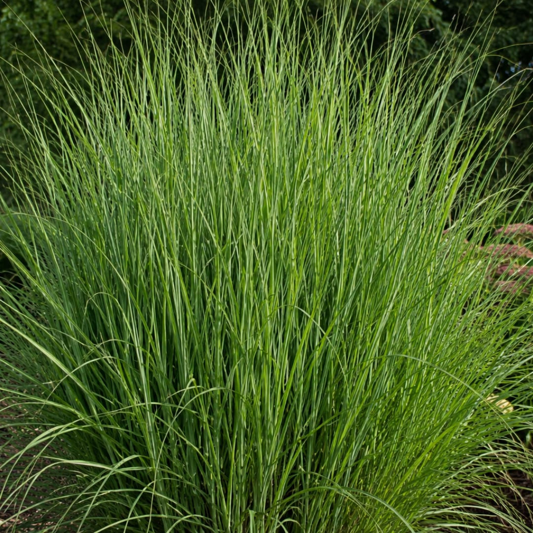 3x Rutenhirse Northwind Panicum virgatum Winterhartes aufrechtes Ziergras im 12cm Topf