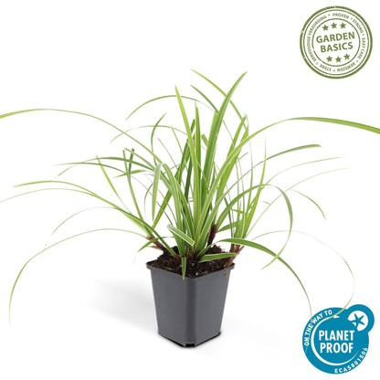 Weißrandige Segge Carex morrowii 'Ice Dance' – ↕10-25cm – Ø9cm – 6 Pflanzen – Immergrünes Ziergras – Bodendecker für Sonne & Schatten – Pflegeleicht 