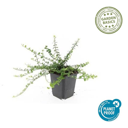 Kleinblättrige Teppichspindel – Euonymus fortunei 'Minimus' – ↕10-25 cm – Ø9 cm – 6 Pflanzen – Bodendecker – Winterhart & Pflegeleicht – Herbstfärbung – Vielseitig 