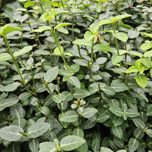 Immergrüne Kriechspindel – Euonymus fortunei radicans – ↕10-25 cm – Ø9 cm – 6 Pflanzen – Bodendecker – Pflegeleicht & Winterhart – Garten, Beete & Zäune 