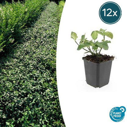 Spindelstrauch – Euonymus fortunei 'Dart's Blanket' – ↕10-25 cm – Ø9 cm – 12 Pflanzen – Bodendecker & Unterpflanzung – Winterhart 