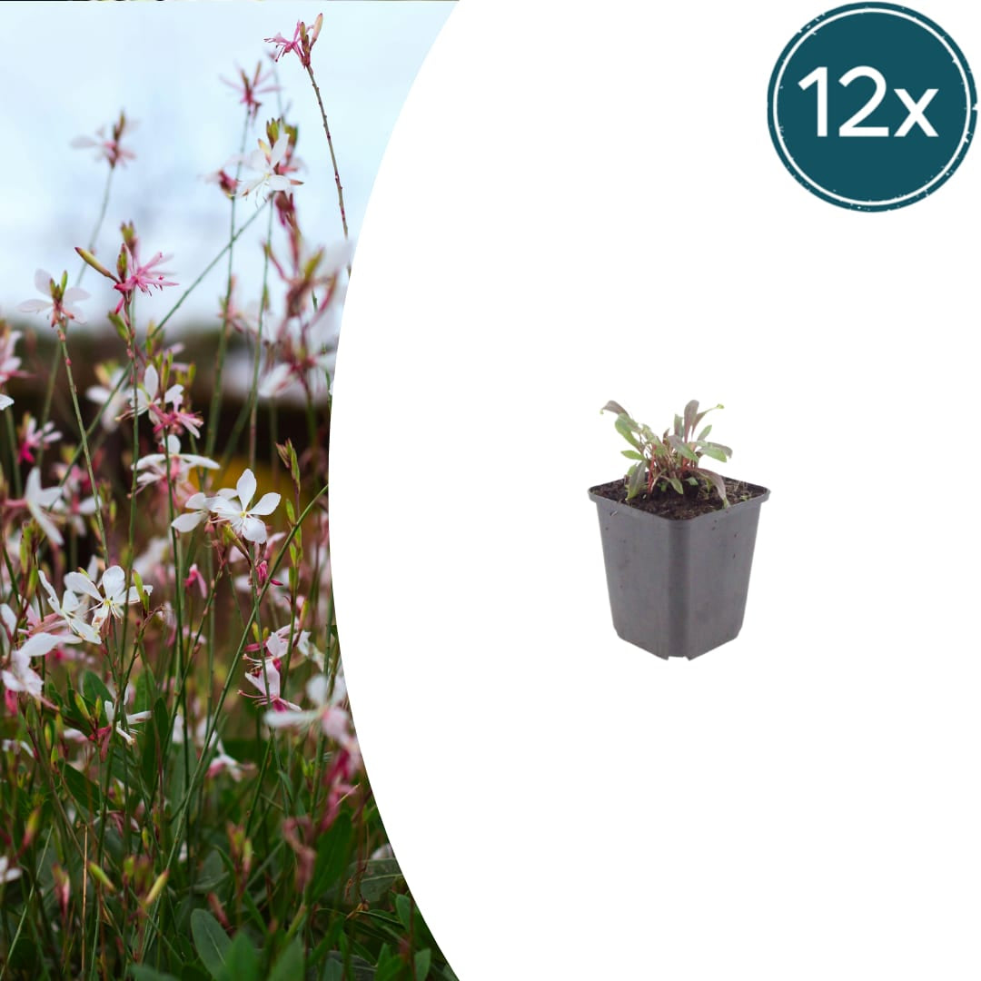 Gaura lindheimeri Siskiyou Pink Ø9cm 12 Stück