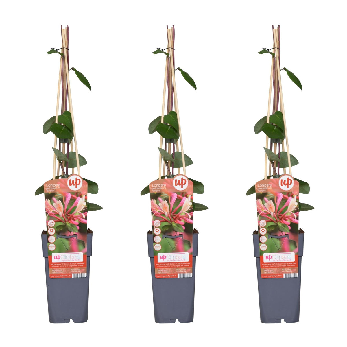 Waldgeißblatt - Lonicera periclymenum 'Belgica' - ↨65cm - Ø15cm - 3 Stück 