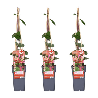 Waldgeißblatt - Lonicera periclymenum 'Belgica' - ↨65cm - Ø15cm - 3 Stück 