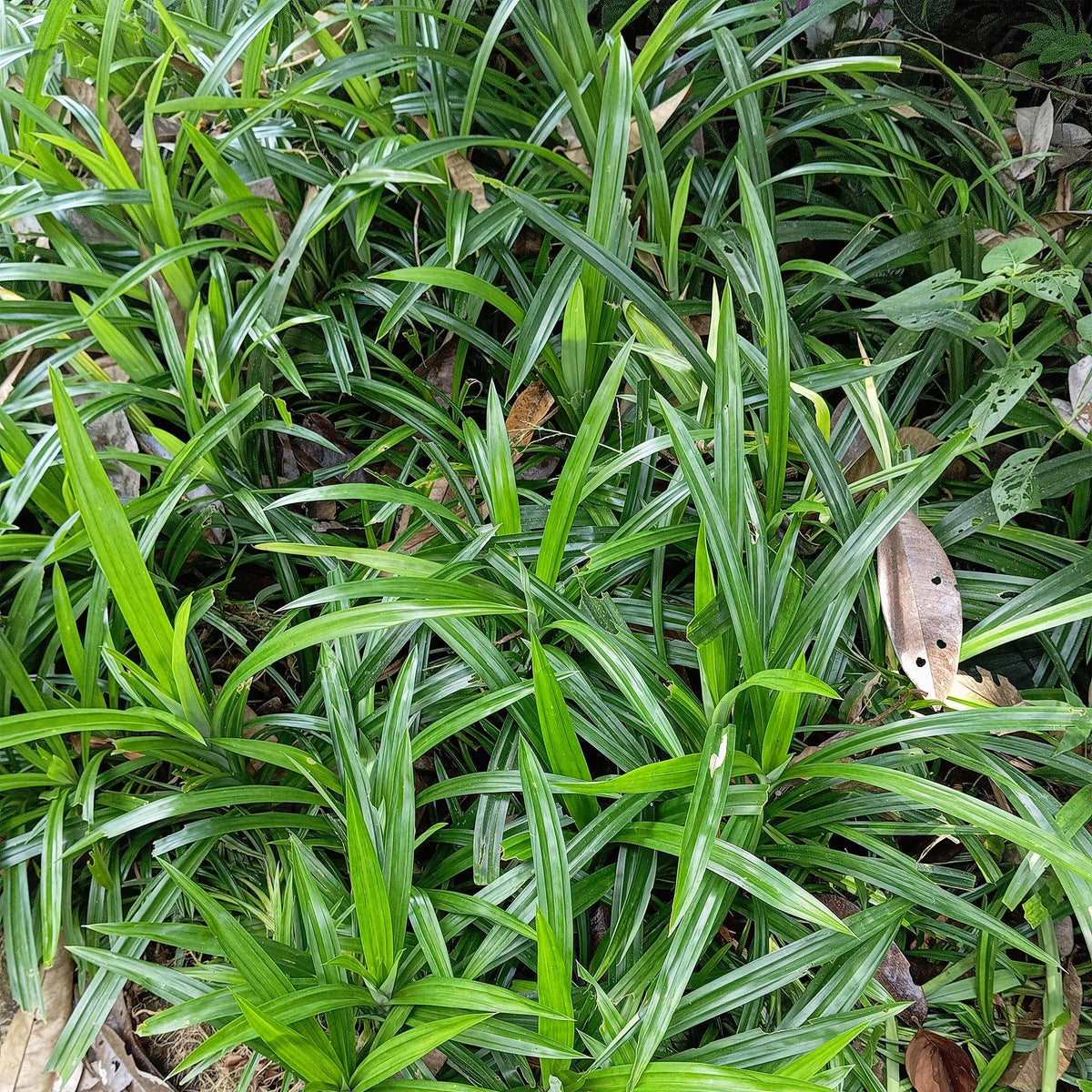 Grünblättrige Segge - Ziergras - Carex morrowii Irish Green - Grün & Gelb - 2 Pflanzen - Immergrün - Pflegeleicht - Topf 17cm Höhe 50cm 