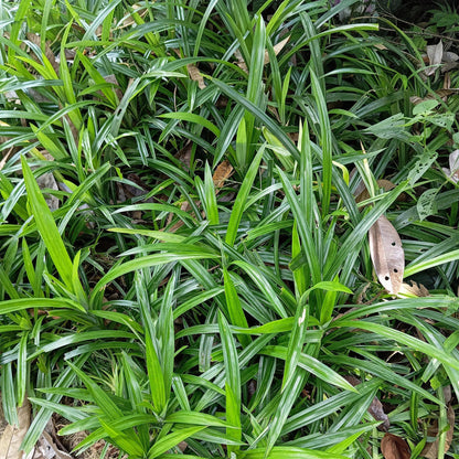 Grünblättrige Segge - Ziergras - Carex morrowii Irish Green - Grün & Gelb - 2 Pflanzen - Immergrün - Pflegeleicht - Topf 17cm Höhe 50cm 