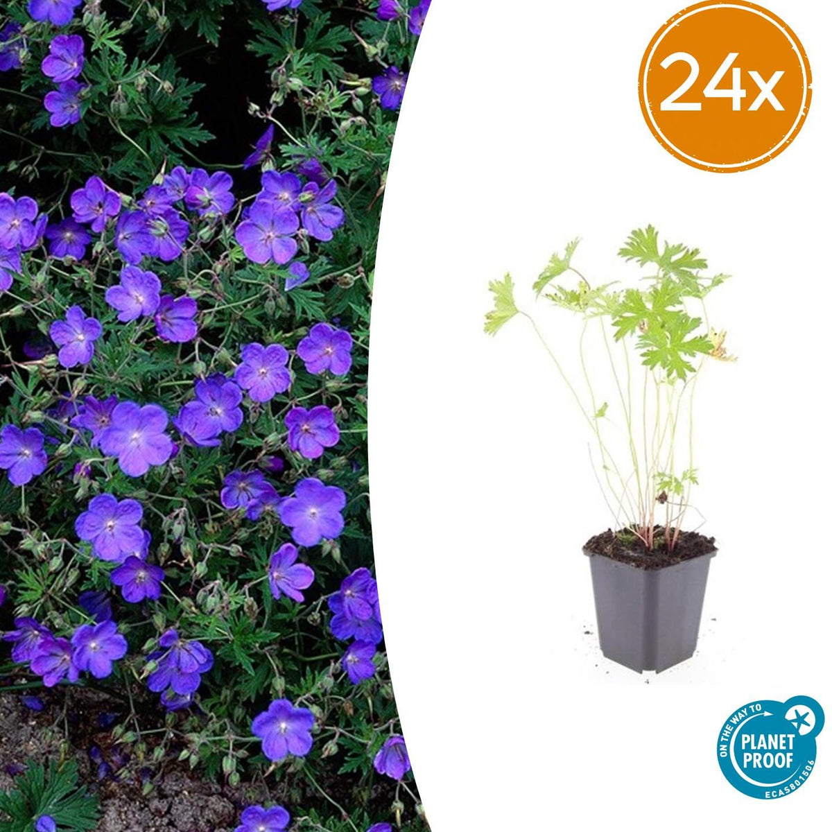 Geranium 'Johnson's Blue' – 24 Pflanzen – ↕10-25cm – Ø9cm – Leuchtend blaue Sommerblüten – Winterhart & pflegeleicht – Für Beete, Rabatten & Steingärten 