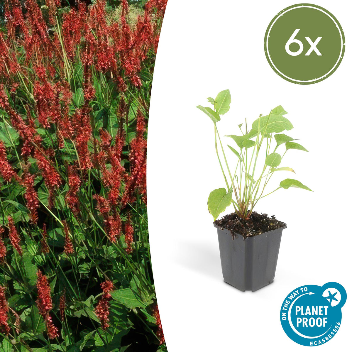 Kerzenknöterich Persicaria amplexicaulis – ↕10-25cm – Ø9cm – 6 Pflanzen – Robuste Staude für Garten & Beete – Rote Blüten 