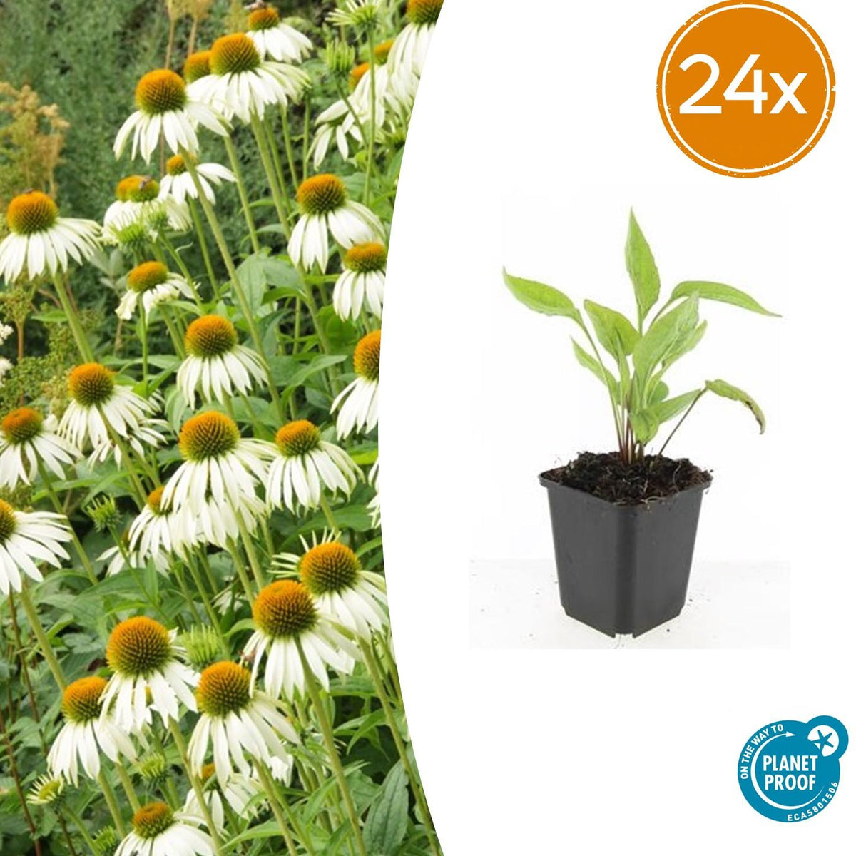 Echinacea purpurea 'White Swan' – 24 Pflanzen – ↕10-25cm – Ø9cm – Weiße Sonnenhut Staude – Pflegeleicht & bienenfreundlich 