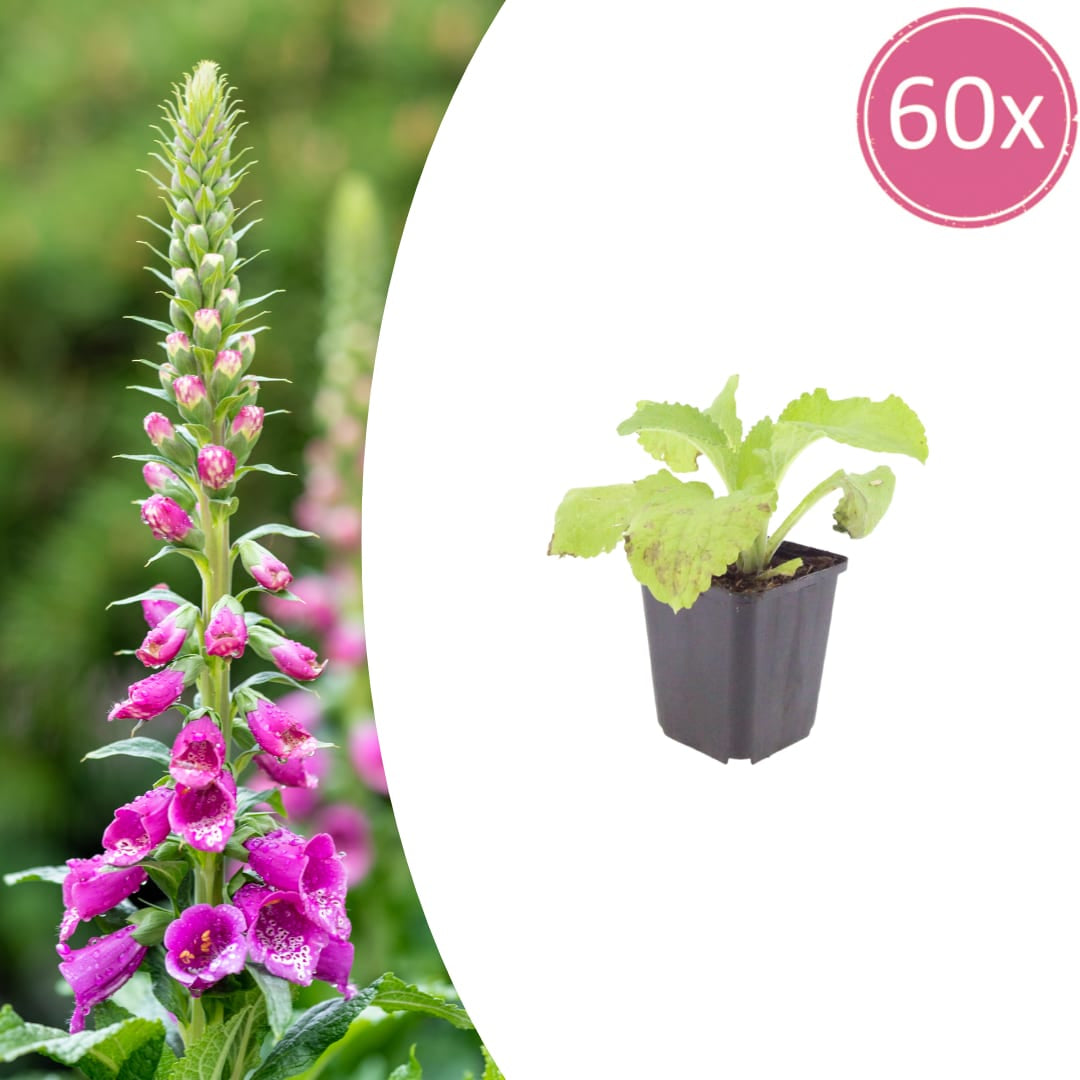 Digitalis purpurea Winterharte Staude für Garten & Beet Ø9cm 60 Stück