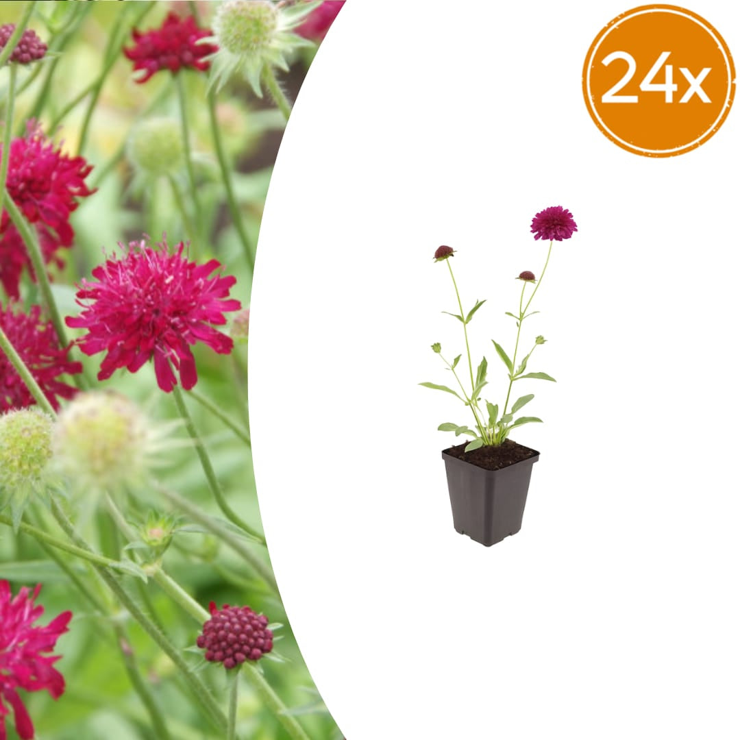 Knautia macedonica Winterharte Staude Ø9cm 24 Stück