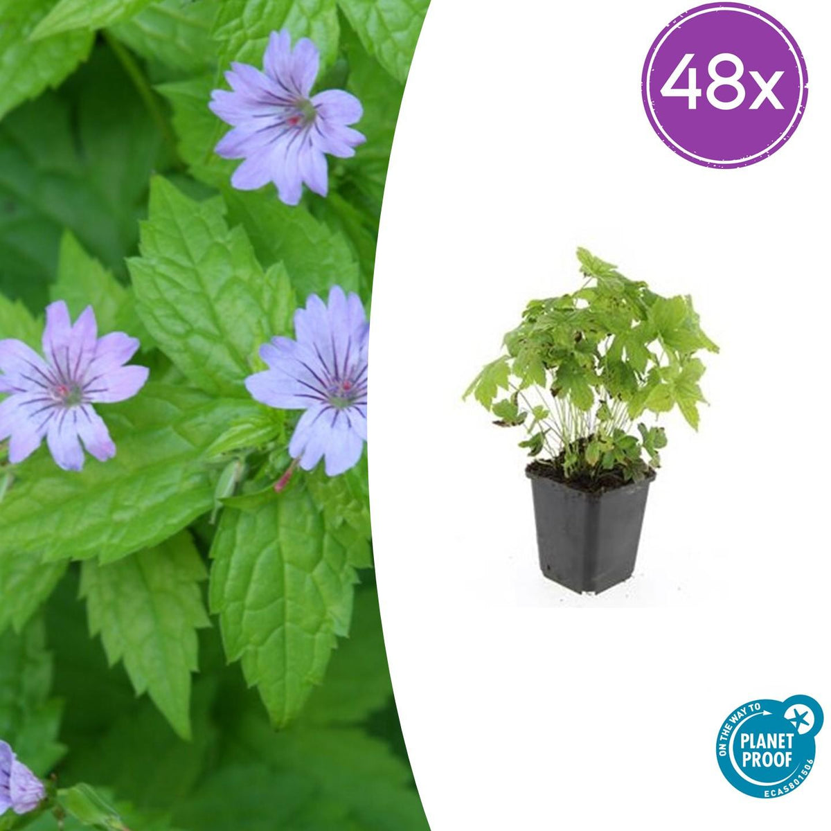 Geranium nodosum – 48 Pflanzen – ↕10-25cm – Ø9cm – Bodendecker – Tiefpurpurne Blüten – Winterhart – Pflegeleicht – Schattengarten & Waldgarten 