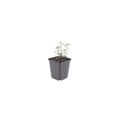 Teucrium lucidrys – 6 Pflanzen – Ø9cm – Höhe 10-25cm – Immergrüner Halbstrauch – Schnittverträglich – Für Hecke, Steingarten & moderne Gartenanlagen - Oasis of Life