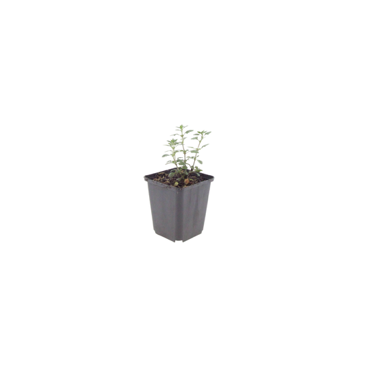 Teucrium lucidrys – 6 Pflanzen – Ø9cm – Höhe 10-25cm – Immergrüner Halbstrauch – Schnittverträglich – Für Hecke, Steingarten & moderne Gartenanlagen - Oasis of Life