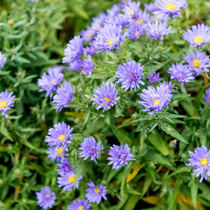 Aster frikartii Mönch Langblühende Staude für sonnige Beete Ø9cm 6 Stück