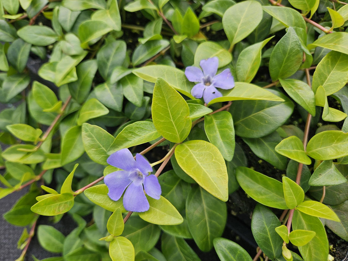 Kleines Garten-Immergrün Vinca minor 'La Grave' – ↕10-25cm – Ø9cm – 6 Pflanzen – Violette Blüten – Immergrüner Bodendecker – Schattentauglich & pflegeleicht 