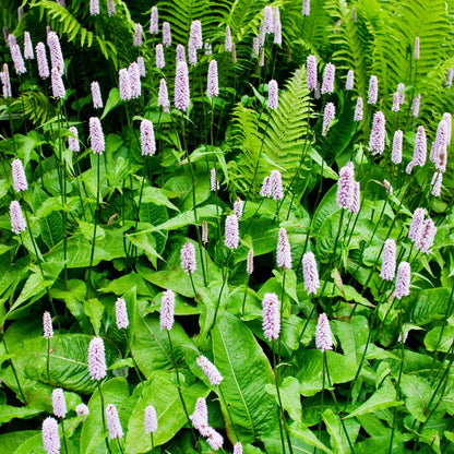 Persicaria amplexicaulis Alba Winterharte Staude Ø9cm 6 Stück