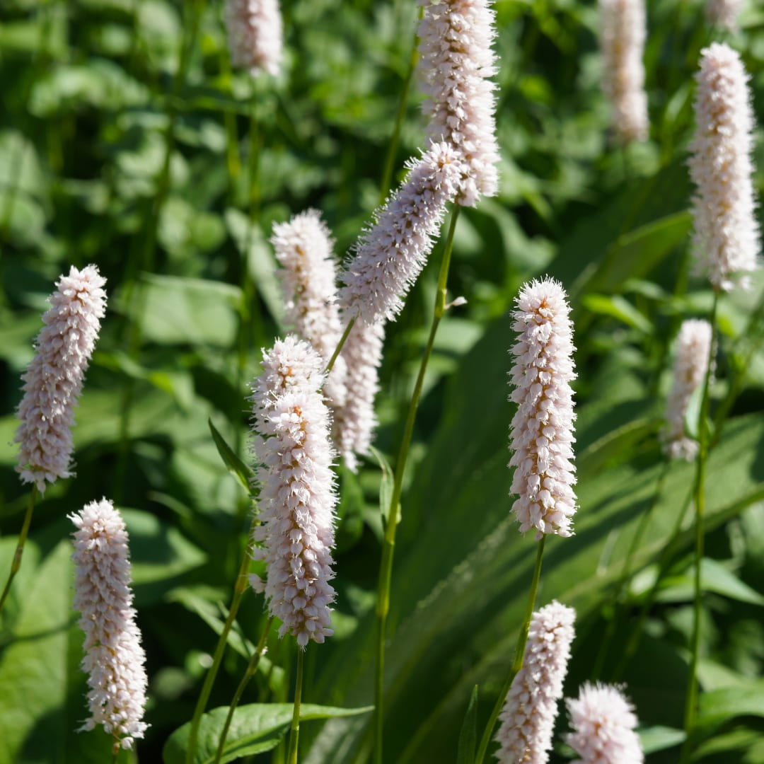 Persicaria bistorta Superba Rosa Blütenstaude für feuchte Beete & Teichrand Ø9cm 6 Stück