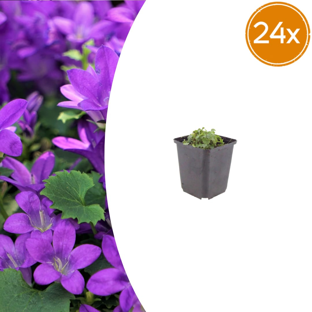 Campanula portenschlagiana – 24 Pflanzen Dalmatiner-Glockenblume – 10-25cm – Ø9cm – Winterharte Bodendecker Staude – Blühpflanze für Garten, Mauer & Steingarten - Oasis of Life
