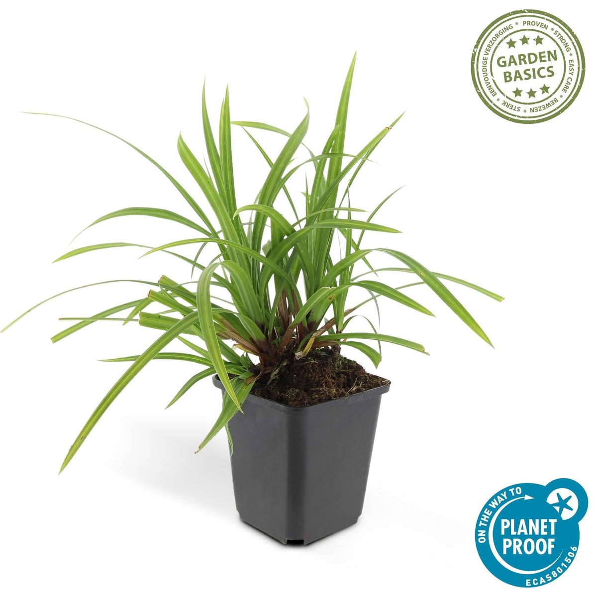 Grünblättrige Segge Carex morrowii 'Irish Green' – ↕10-25cm – Ø9cm – 6 Pflanzen – Bodendecker – Immergrün – Pflegeleicht – Schattentauglich 