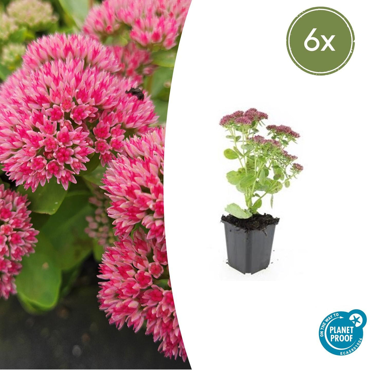 Hohes-Fettblatt Sedum 'Herbstfreude' – ↕10-25cm – Ø9cm – 6 Pflanzen – Winterhart – Trockenheitstolerant – Bienenfreundlich – Spätsommerblüte 