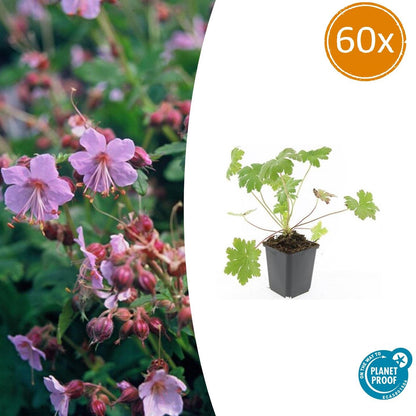 Balkan-Storchschnabel – Geranium macrorrhizum 'Ingwersen's Variety' – Ø9cm – 10-25 cm – 60 Pflanzen – winterhart, pflegeleicht, aromatischer Bodendecker 