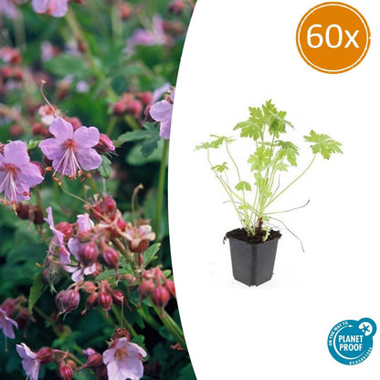 Balkan-Storchschnabel – Geranium macrorrhizum – Ø9cm – 10-25 cm – 60 Pflanzen – winterhart, pflegeleicht, Bodendecker 