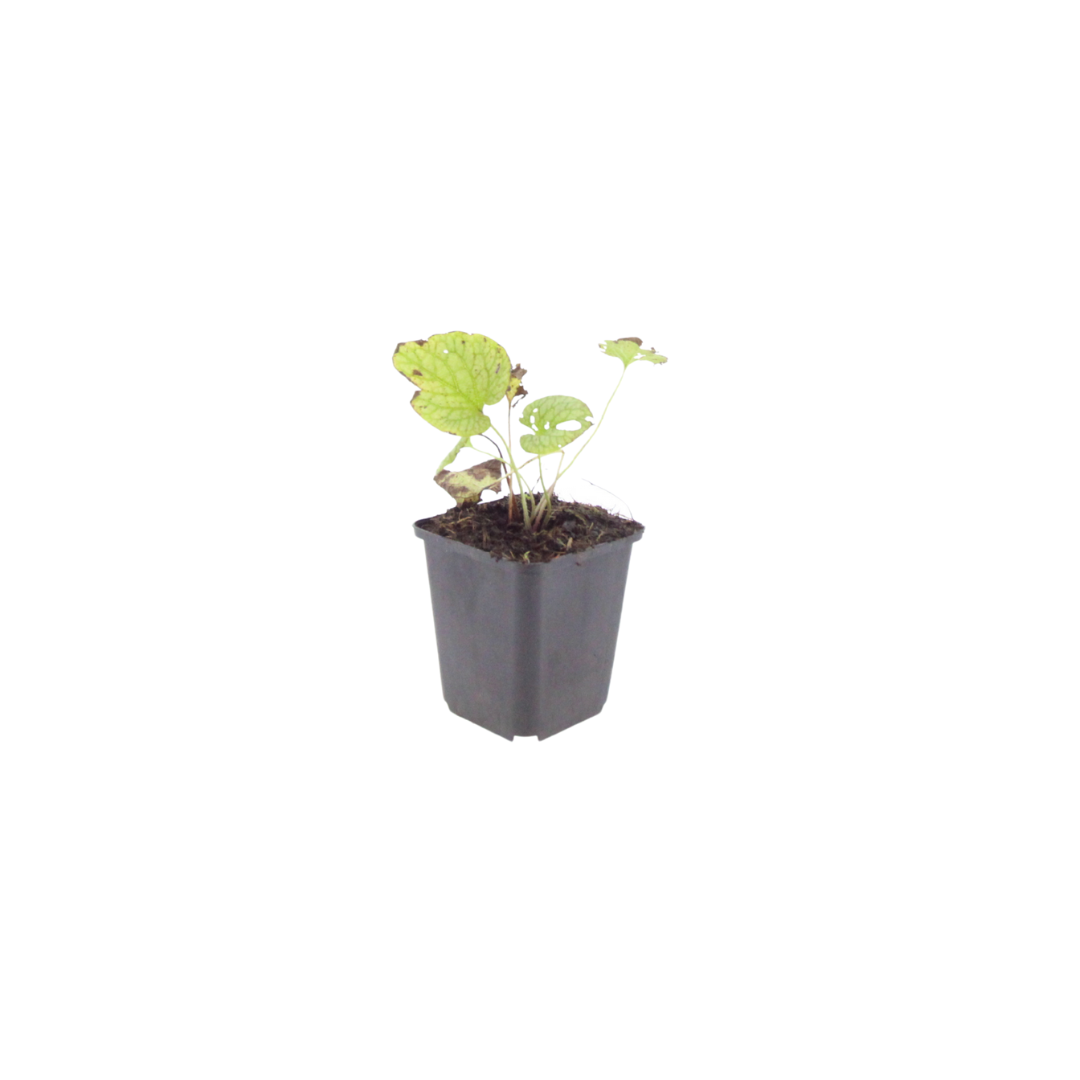 Brunnera macrophylla Jack Frost – 12 Pflanzen Kaukasusvergissmeinnicht – 10-25cm – Ø9cm – Winterharte Schattenstaude mit silbernem Zierlaub – Gartenpflanze im Topf - Oasis of Life