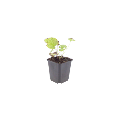 Brunnera macrophylla Jack Frost – 12 Pflanzen Kaukasusvergissmeinnicht – 10-25cm – Ø9cm – Winterharte Schattenstaude mit silbernem Zierlaub – Gartenpflanze im Topf - Oasis of Life