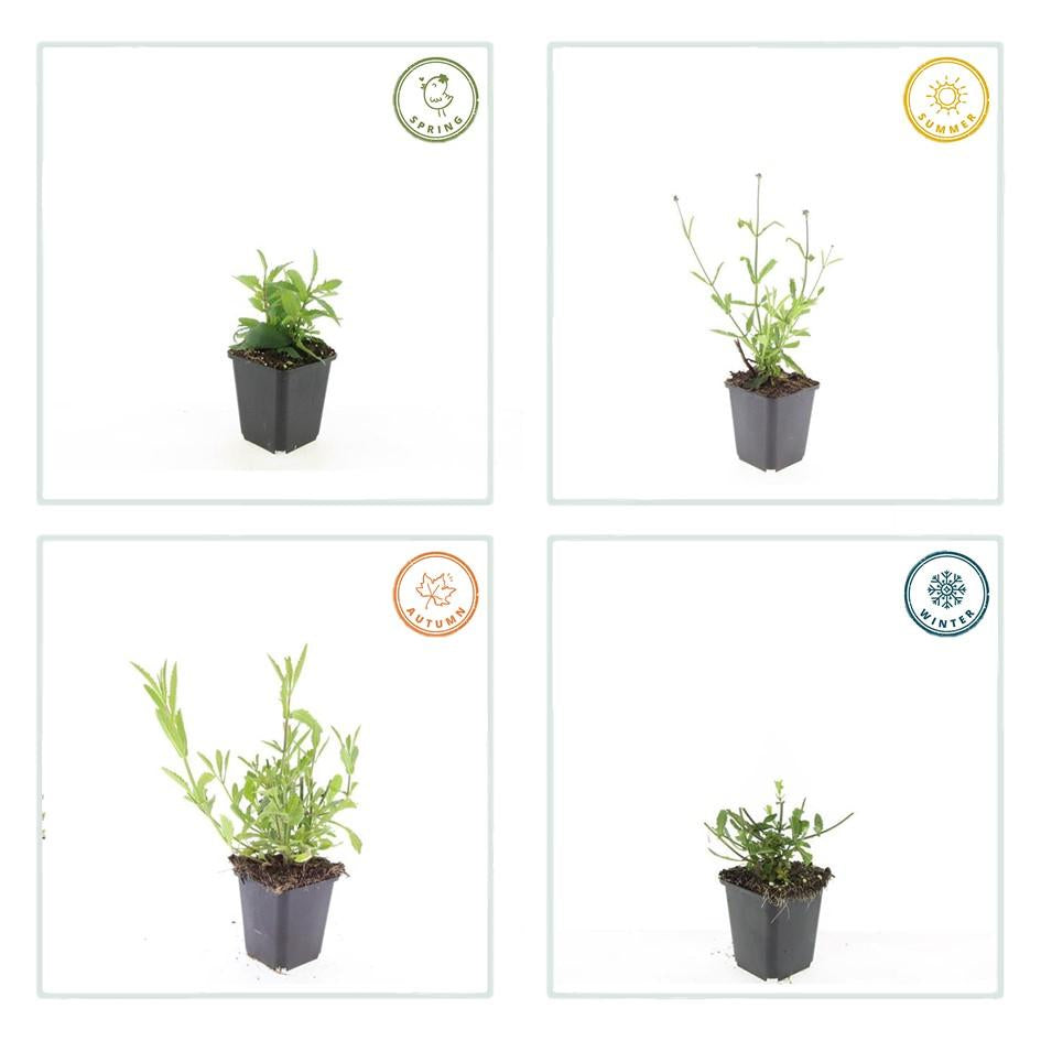 Hohes Eisenkraut Verbena bonariensis 'Lollipop' – ↕10-25cm – Ø9cm – 6 Pflanzen – Lilafarbene Blüten – Langblühend – Pflegeleicht – Balkon, Beet & Garten 