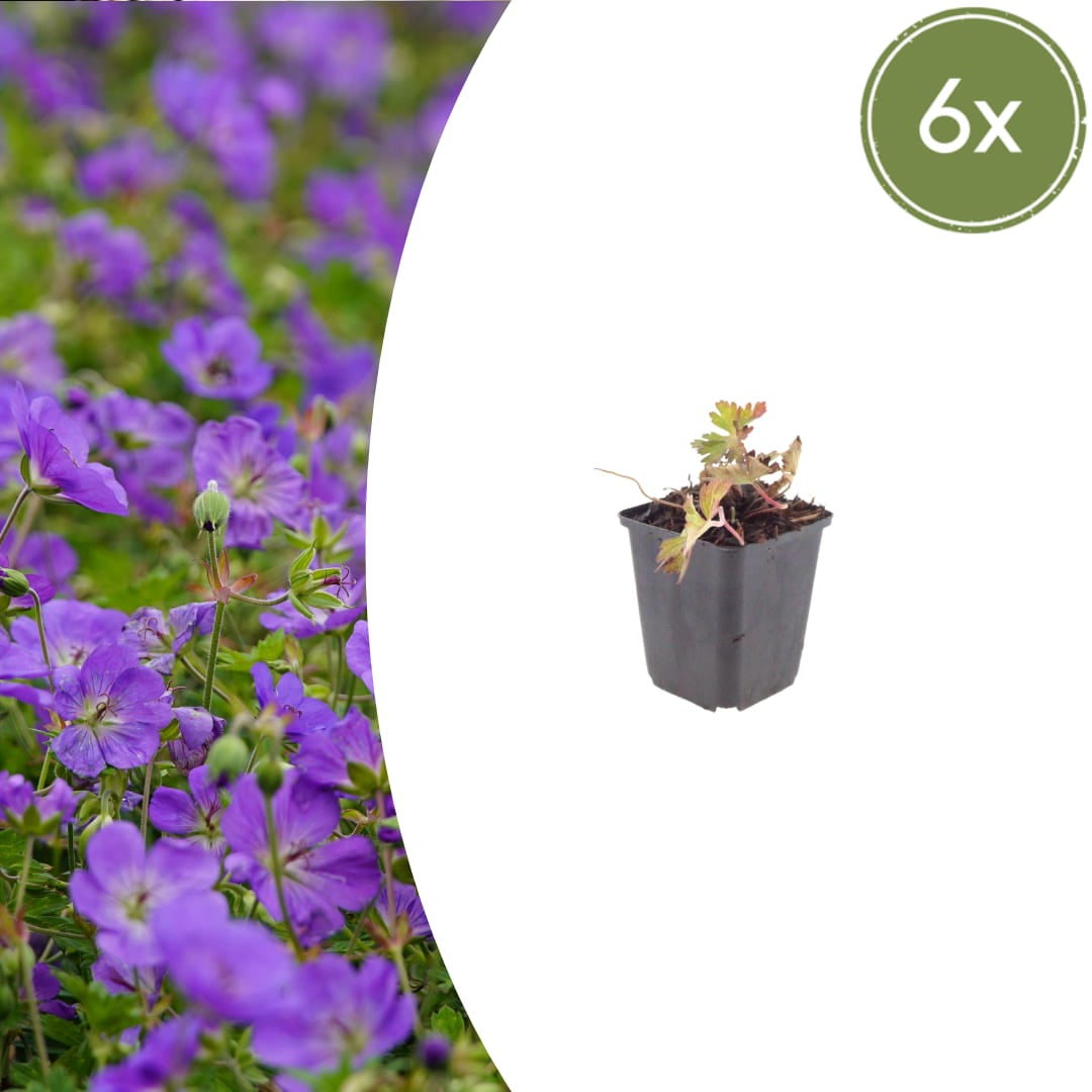 Geranium Azure Rush Winterharte Staude Ø9cm 6 Stück