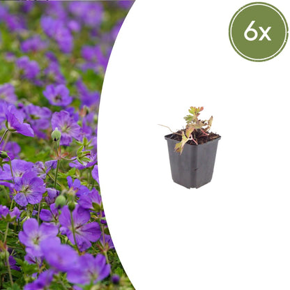 Geranium Azure Rush Winterharte Staude Ø9cm 6 Stück