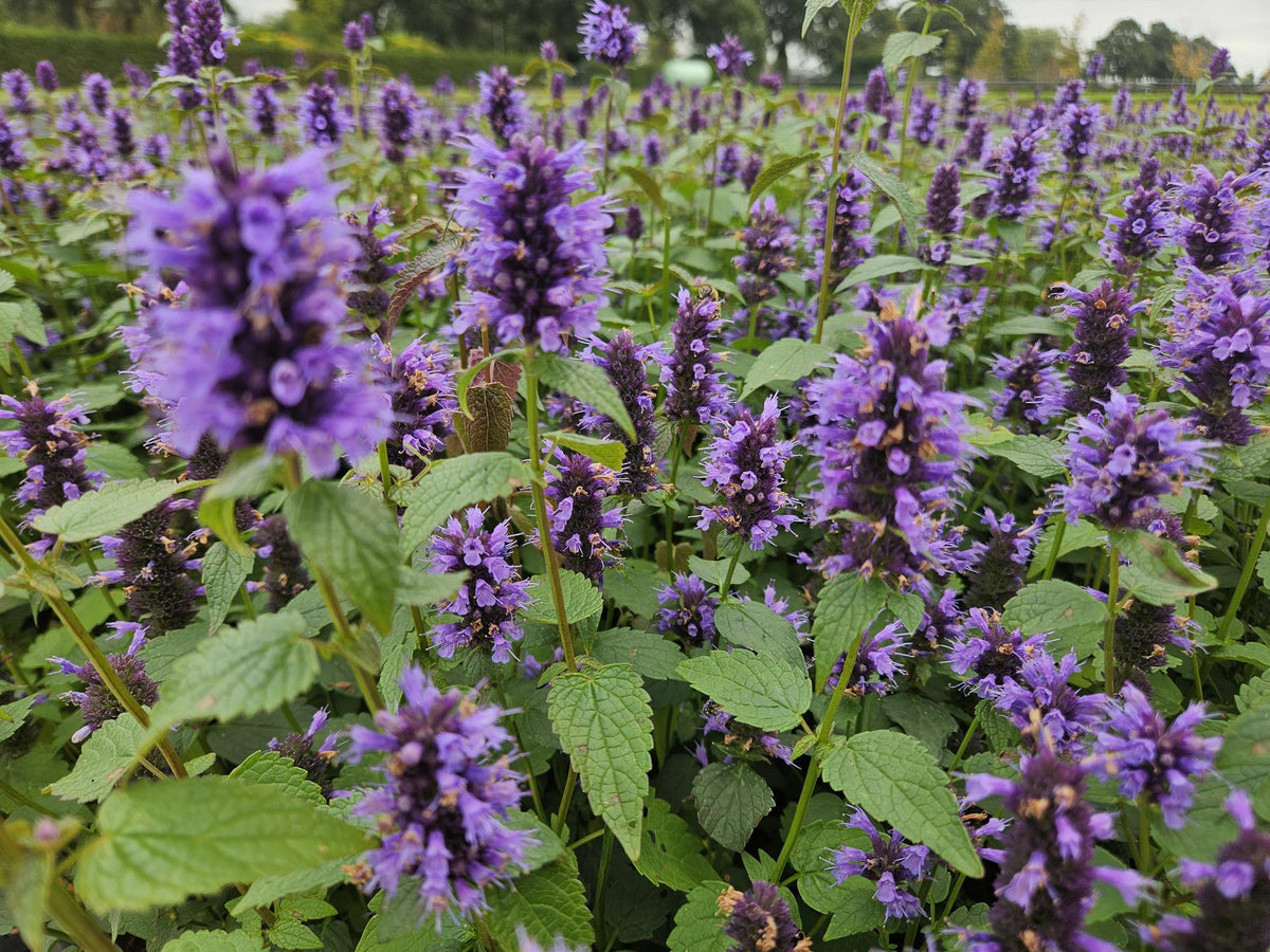 Asiatische Duftnessel – Agastache 'Blue Fortune' – ↕10-25cm – Ø9cm – 6 Pflanzen – Lavendelblaue Blüten – Schmetterlings- & bienenfreundlich – Sonniger Standort 