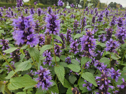 Asiatische Duftnessel – Agastache 'Blue Fortune' – ↕10-25cm – Ø9cm – 6 Pflanzen – Lavendelblaue Blüten – Schmetterlings- & bienenfreundlich – Sonniger Standort 