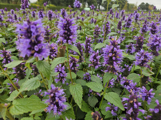 Asiatische Duftnessel – Agastache 'Blue Fortune' – ↕10-25cm – Ø9cm – 6 Pflanzen – Lavendelblaue Blüten – Schmetterlings- & bienenfreundlich – Sonniger Standort 