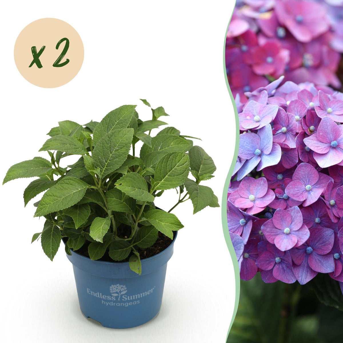 Green boutiQ - Gartenpflanze - Hydrangea Endless Summer Summer Love Purple - Hortensie - Frostbeständig - Lila - 2 Pflanzen - Topf 14 cm - Höhe 20-25 cm 