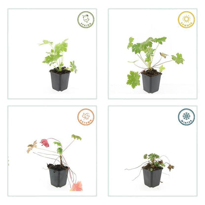 Balkan-Storchschnabel Geranium macr. 'Ingwersen's Var.' – ↕10-25cm – Ø9cm – 6 Pflanzen – Winterharter Bodendecker mit zartrosafarbenen Blüten – Duftendes Laub – Für Beete & schattige Bereiche – Pflegeleicht & robust 