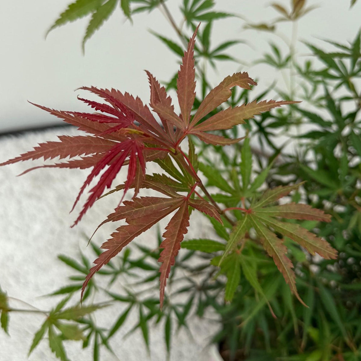 Japanischer Ahorn Acer palmatum 'Jerre Schwartz' – Dunkelrot – Balkon- & Gartenpflanze – Ø19 cm Topf – Ca. 70 cm hoch – Kompakter Zierahorn mit elegantem Farbspiel 