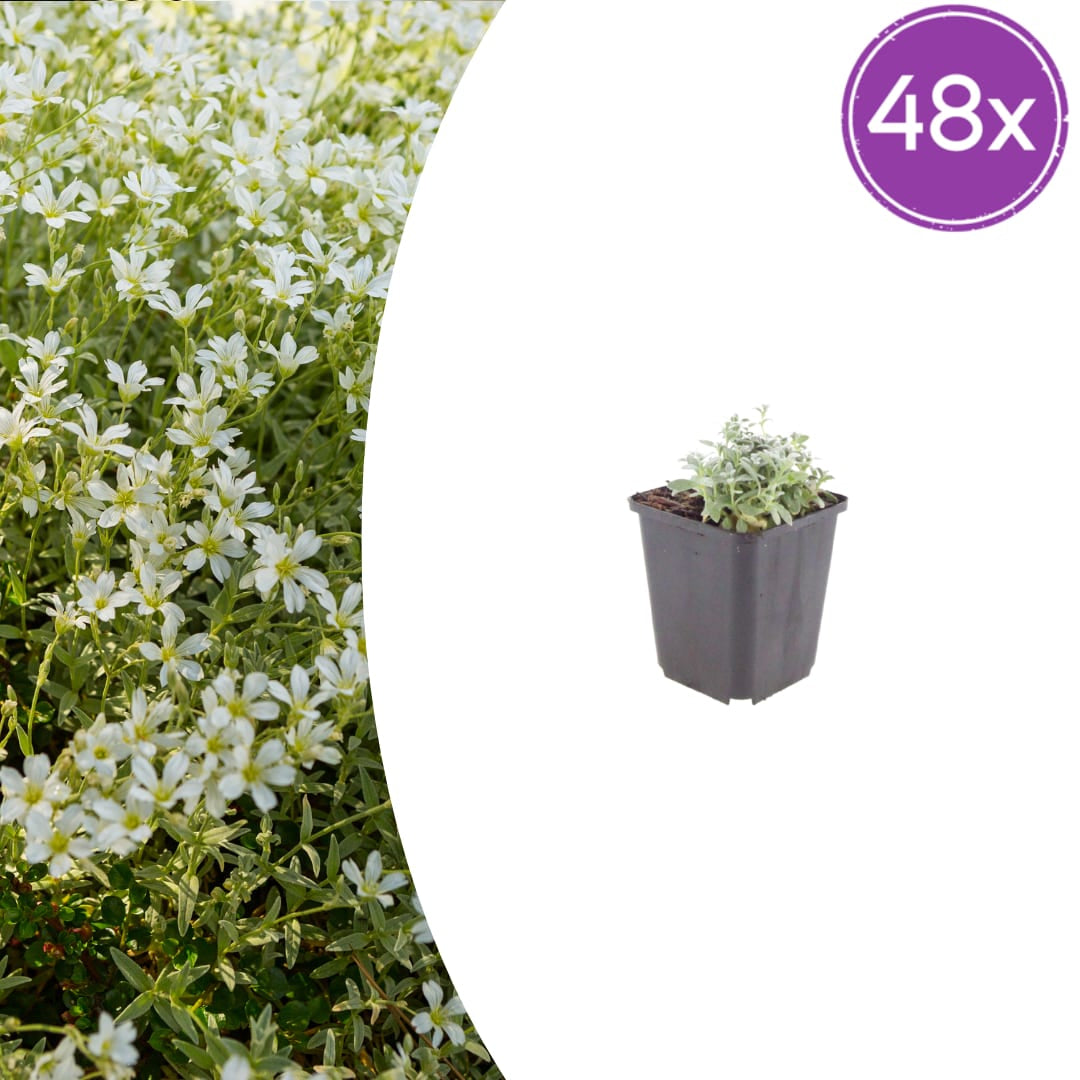 Filziges Hornkraut Cerastium tomentosum Winterharte Bodendecker Staude mit weißen Blüten Ø9cm 48 Stück