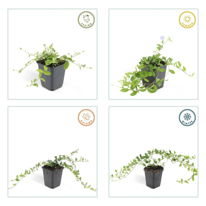 Kleines Garten-Immergrün Vinca minor 'La Grave' – ↕10-25cm – Ø9cm – 6 Pflanzen – Violette Blüten – Immergrüner Bodendecker – Schattentauglich & pflegeleicht 