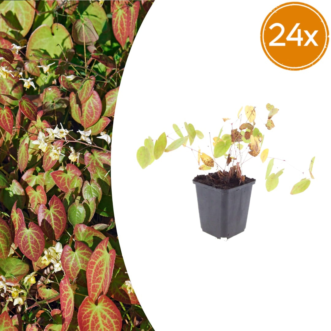 Elfenblume Epimedium × youngianum ‘Niveum’ Weiße Schattenstaude Ø9cm 24 Stück