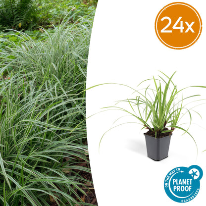 Carex morrowii 'Ice Dance' – immergrünes Ziergras – 24 Pflanzen – Bodendecker – Ø9cm – ↕10–25cm – pflegeleicht – winterhart – schnelles Wachstum 