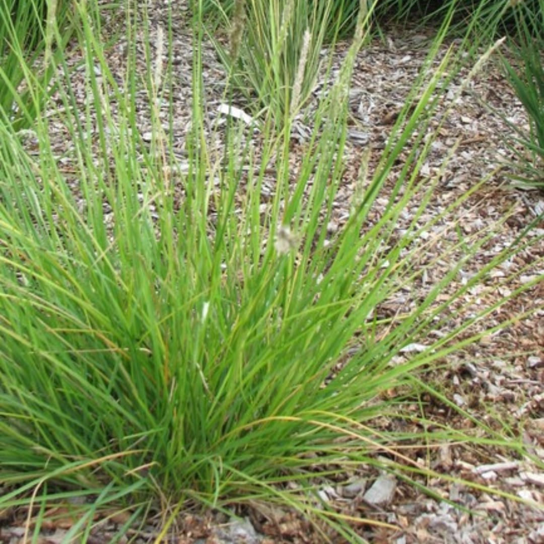 Sesleria autumnalis – 6 Pflanzen – Ø9cm – Höhe 10-25cm – Winterhartes Ziergras – Goldbraune Herbstfärbung – Pflegeleicht für Beet, Steingarten & Naturgarten - Oasis of Life